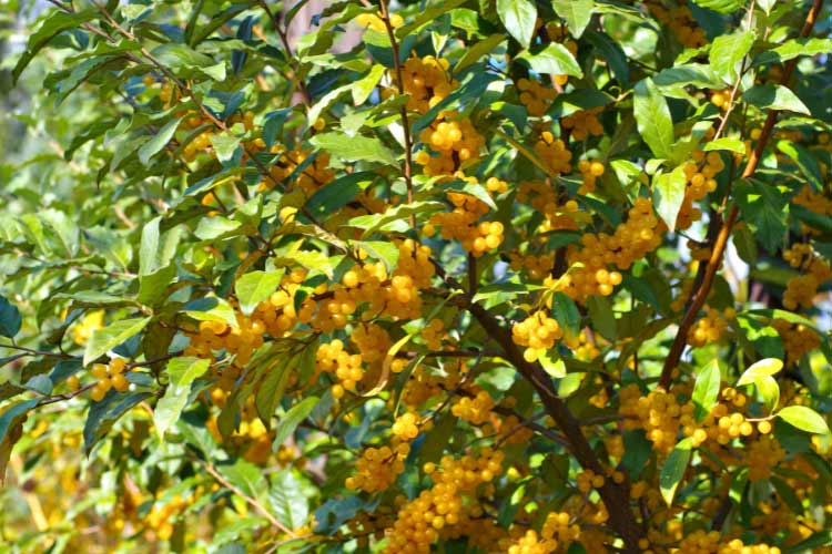The dense foliage with silvery green leaves is ideal for privacy and wind blocking purposes