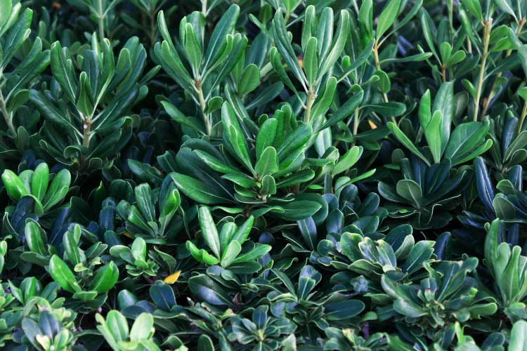 suited for dry areas and seaside gardens because it can tolerate both drought and coastal conditions