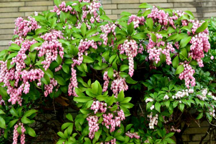 The Japanese pieris is slightly more compact than the other shrubs that stay green even in winter