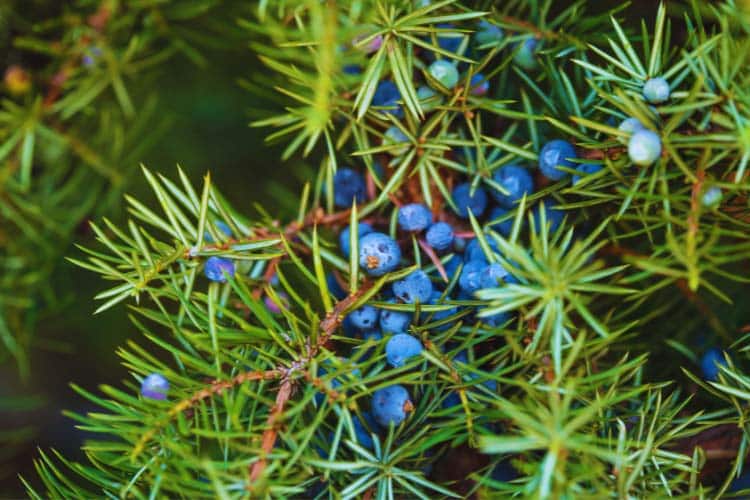 Juniper is one of the best shrubs you can grow in your garden