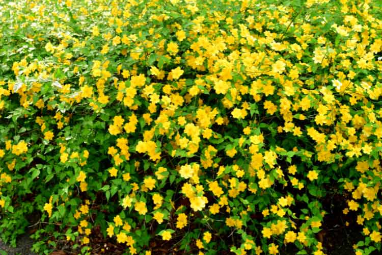 this deciduous shrub with its bright yellow