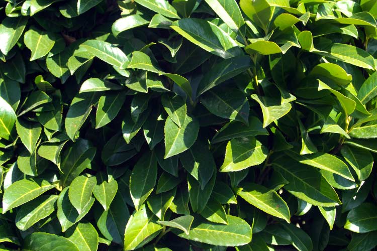 Portuguese laurel is closely related to cherry laurel