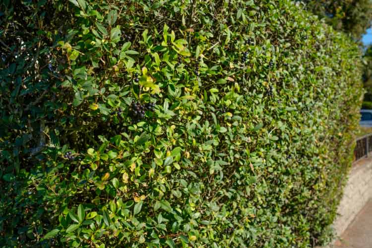 privet is a staple in privacy landscaping