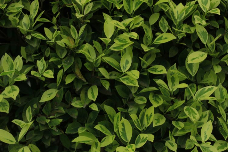 Privet is a very effective wind blocker