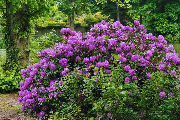 Rhododendrons are one of the best shrubs you can grow in your garden