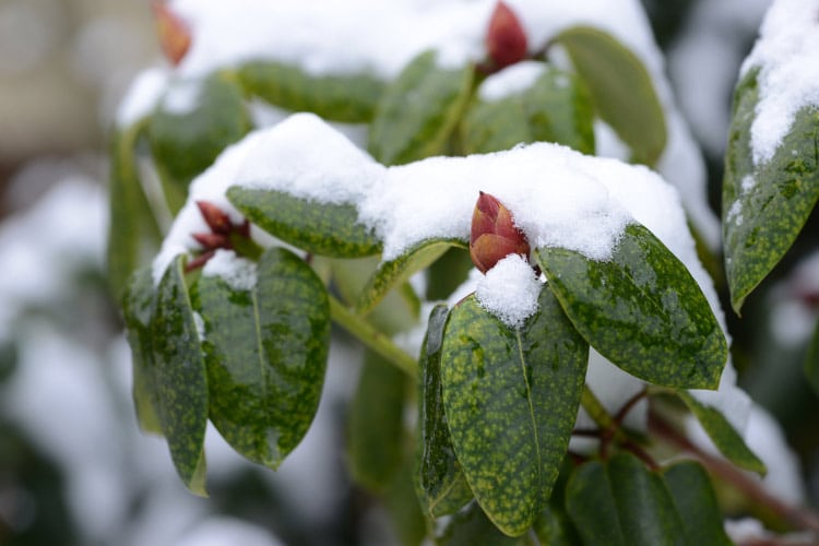 maintain their lush appearance throughout the year