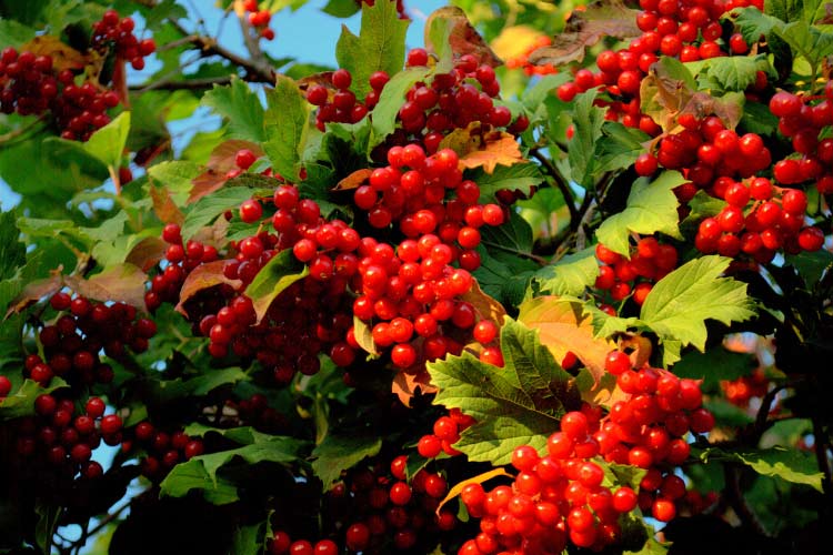 available in both evergreen and deciduous varieties