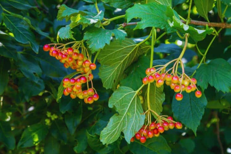 Viburnum is a jack of all trades