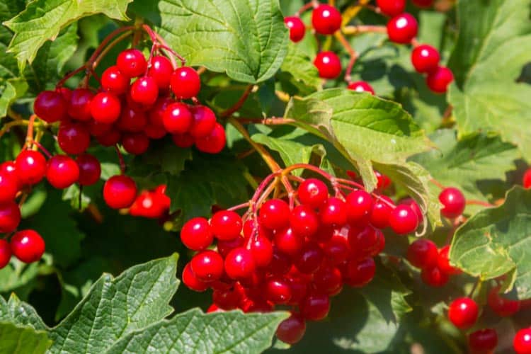 all got dense branching that blocks wind