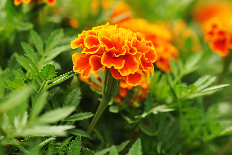 African marigolds are the largest marigold variety