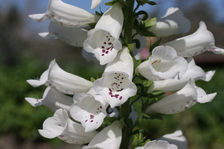Alba foxgloves produce pure white flower spikes that brighten shaded areas