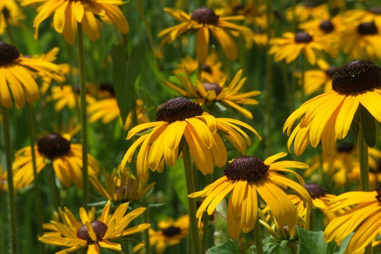 American Gold Rush is a modern variety bred for excellent disease resistance and strong garden performance