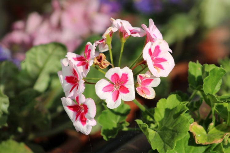 Americana geraniums are a classic zonal geranium variety bred for uniform growth