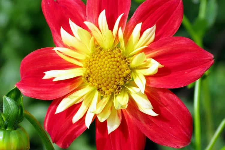 Anemone dahlias have a raised center made up of tubular petals