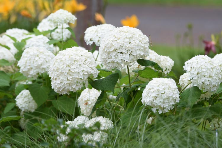 Annabelle hydrangeas produce massive white flower heads that can reach impressive sizes