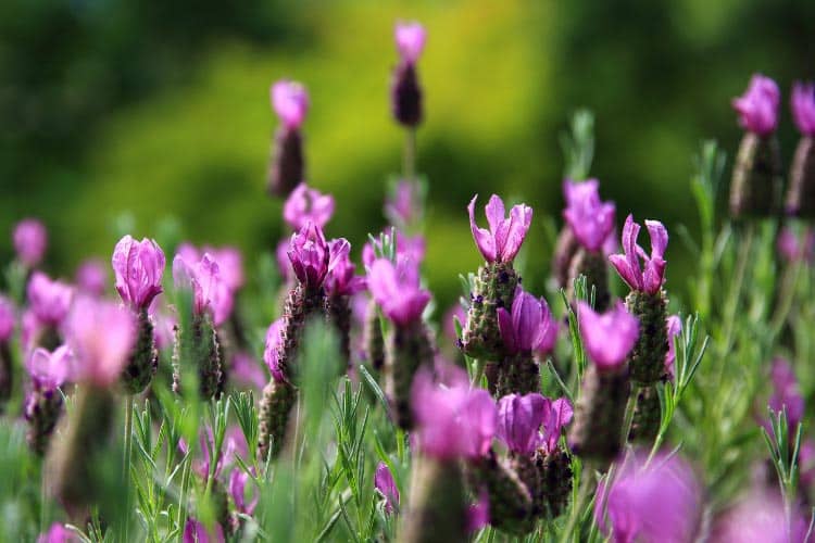 Anouk lavender is a popular Spanish lavender variety with tall flower spikes and large decorative bracts