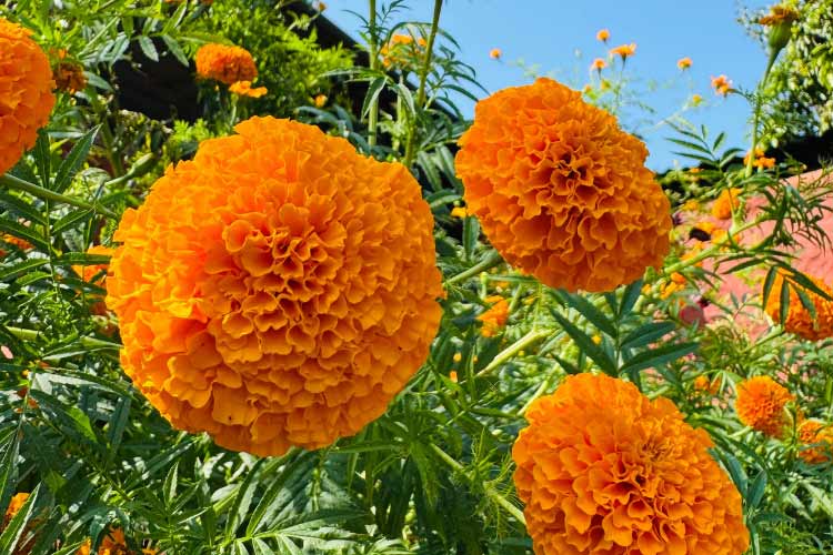 Antigua marigolds are a dwarf African marigold