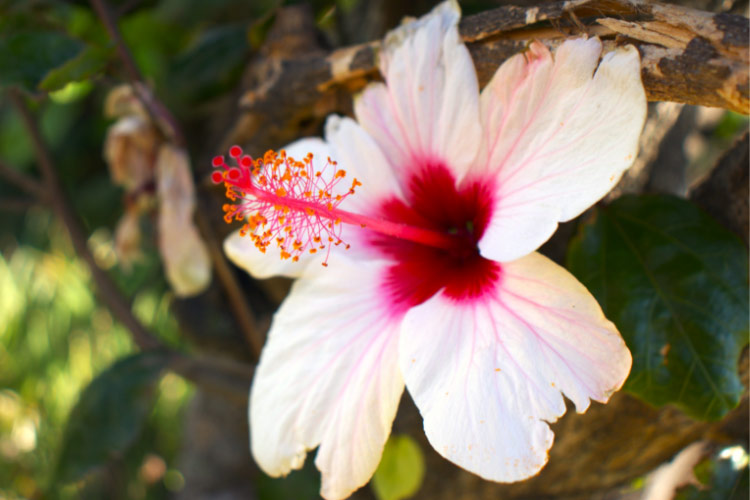 It is a hardy hibiscus that blooms in mid to late summer