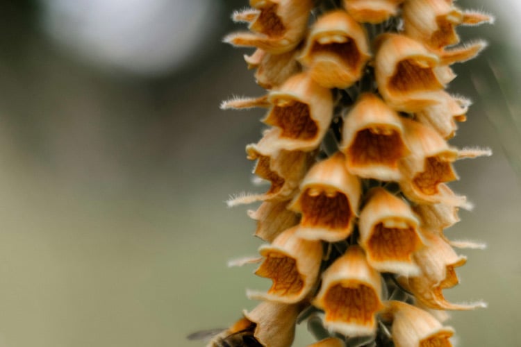 Apricot foxglove produces soft peach and apricot colored blooms that add warmth to the garden