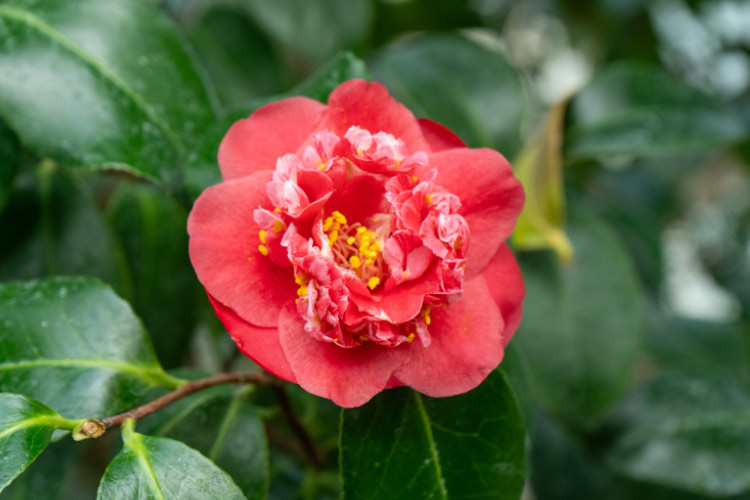 They produce pink blooms with a slightly ruffled appearance