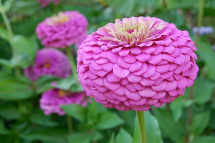 They are especially popular in cutting gardens because the blooms last well in arrangements