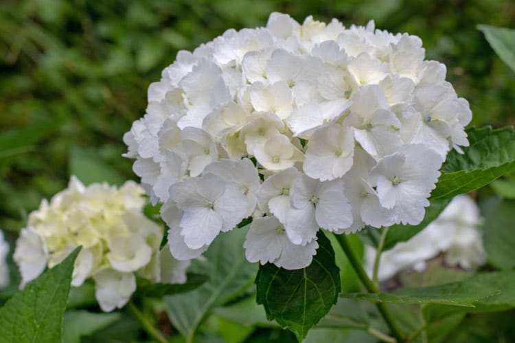 Bigleaf hydrangeas are the most recognizable type