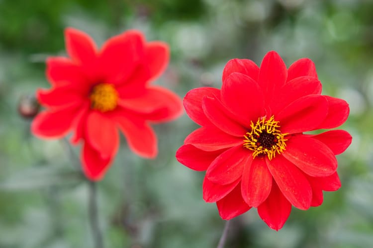 They are compact plants that do not usually require staking