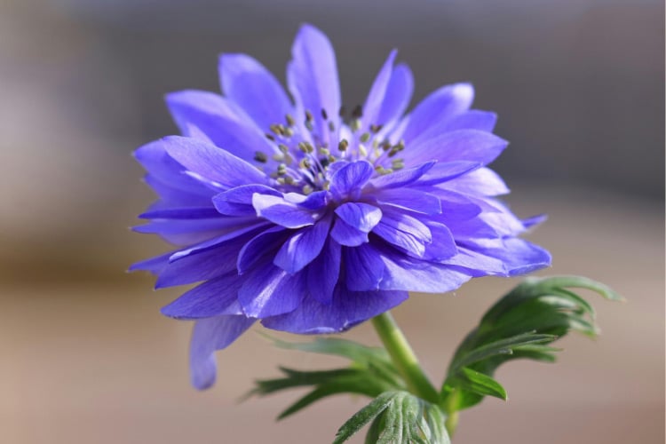 They stay low to the ground and work well as ground cover