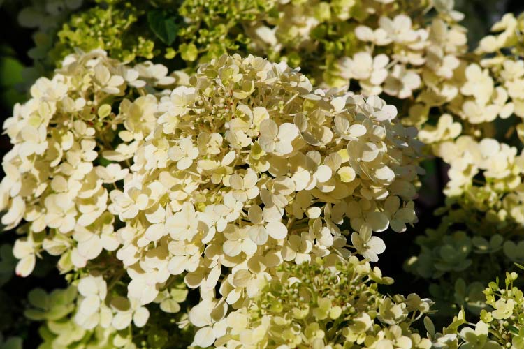 Bobo hydrangeas are dwarf panicle hydrangeas that produce an abundance of flowers despite their small size