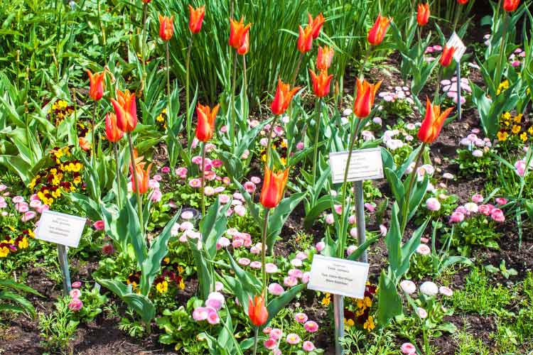 These tulips are perfect for naturalized gardens and low care landscapes