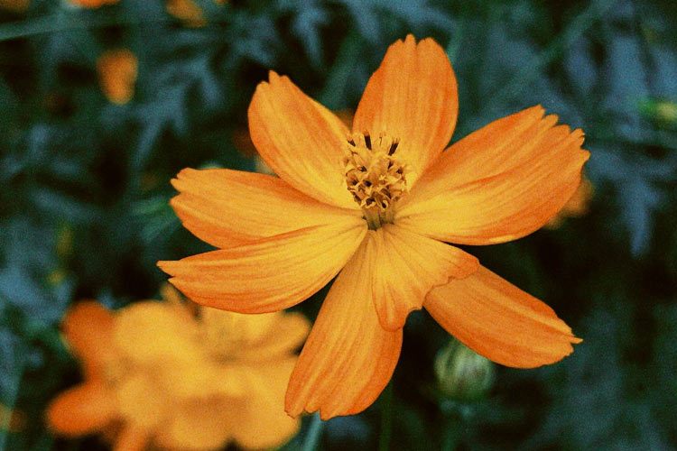 Bright Lights cosmos are a type of sulphureus cosmos known for their vivid orange and yellow flowers