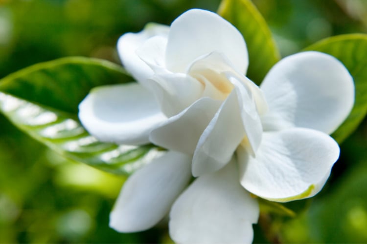 the flowers are highly fragrant and bloom in late spring and early summer