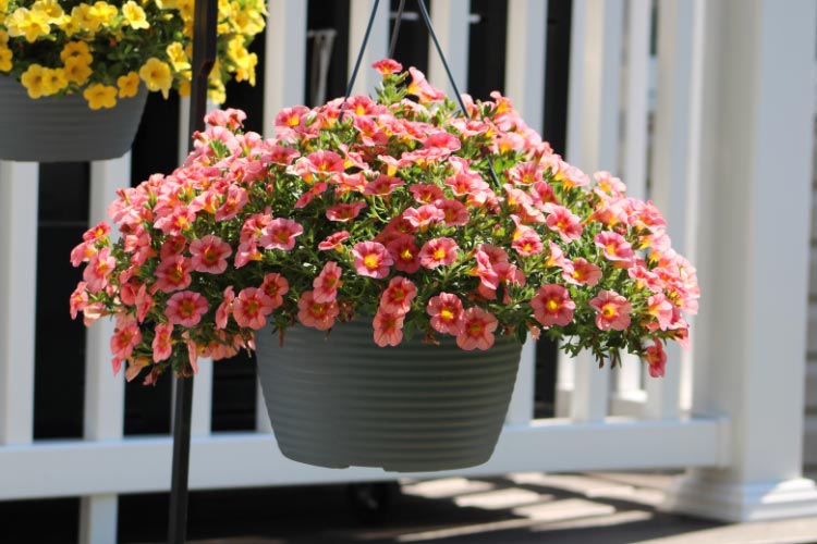 They are ideal for hanging baskets and containers
