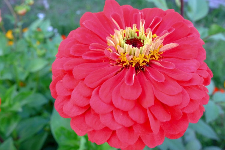 California Giant zinnias produce very large blooms on tall plants