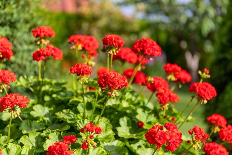 Calliope geraniums are a hybrid known for their vigorous growth