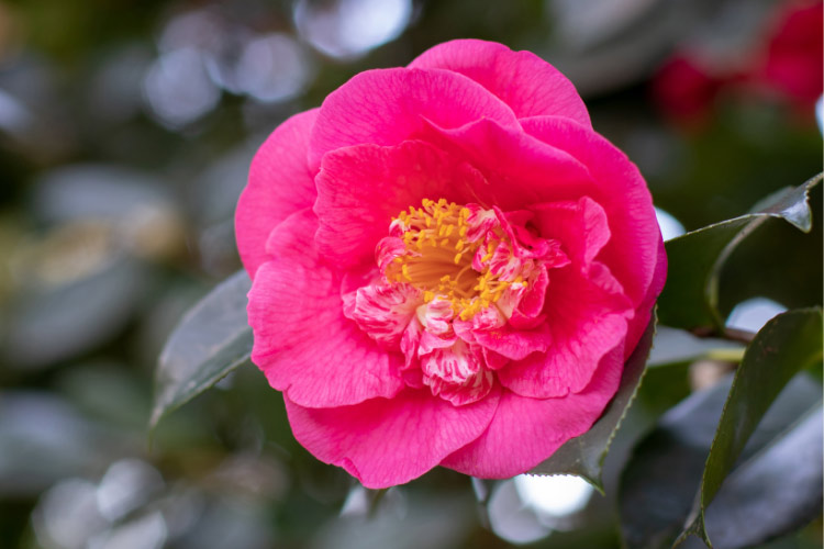 This variety grows as an evergreen shrub and prefers partial shade