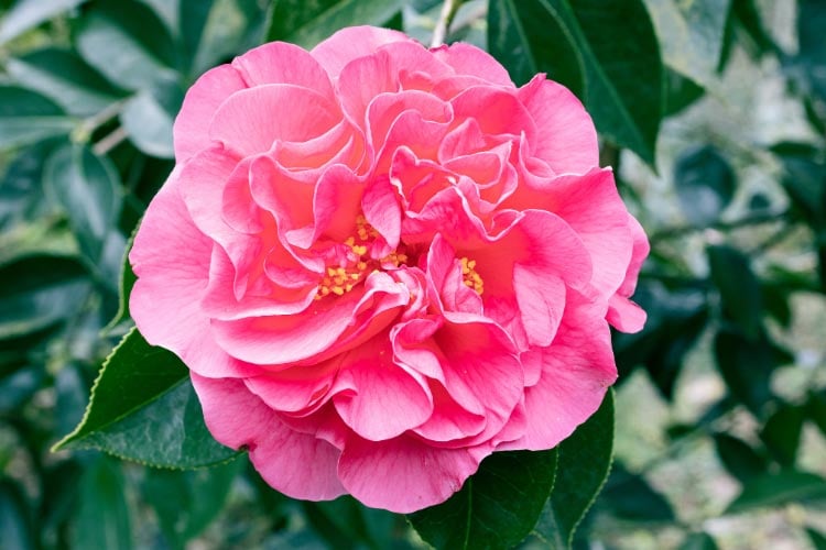 he flowers are often bold pink or red and bloom in late winter to spring