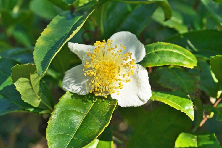 It produces small white flowers and glossy evergreen leaves