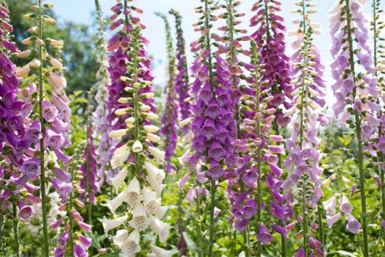 Camelot foxgloves are bred for strong stems and uniform flowering
