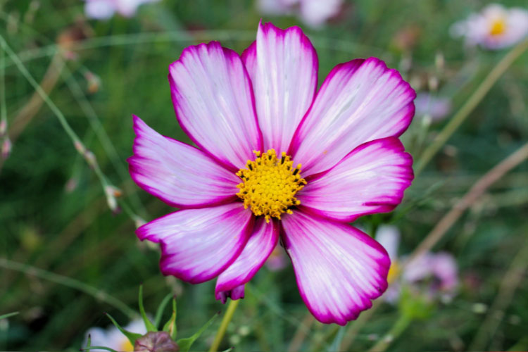 Candy Stripe cosmos are known for their white petals edged with pink or magenta