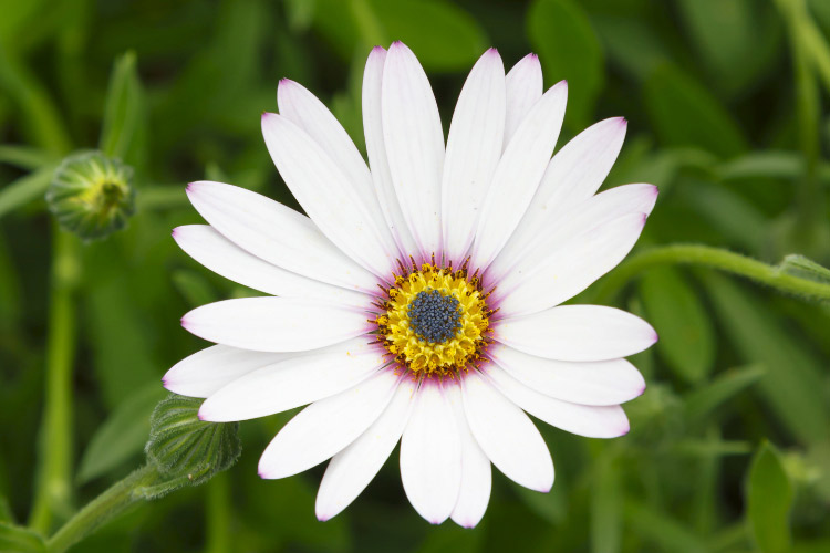 They bloom best in sunny locations and are often grown as annuals in cooler climates