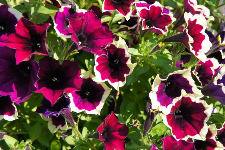 They are especially popular for hanging baskets and elevated containers
