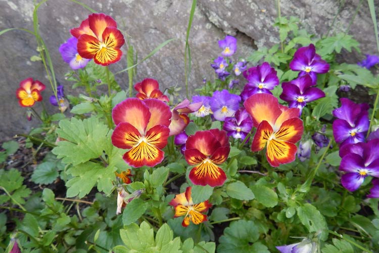 Cats Whiskers pansies feature delicate lines radiating from the center of the flower