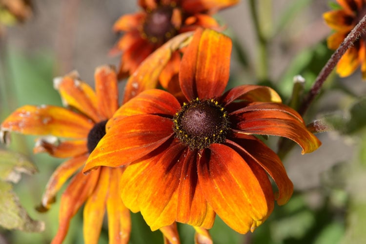 This variety is great for gardeners who want something more dramatic than classic yellow flowers