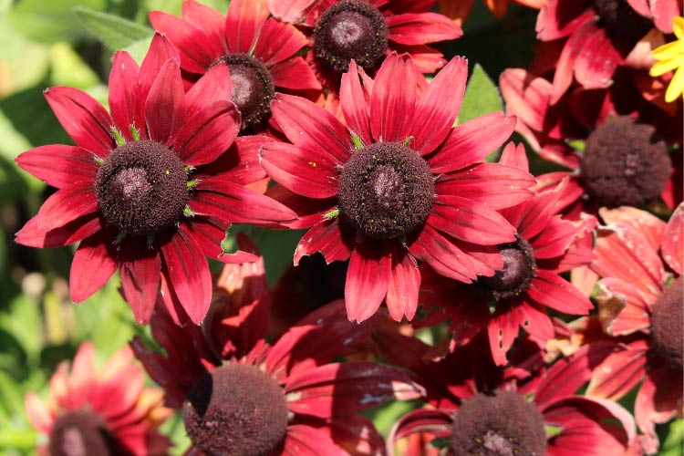 They add rich dramatic color to backyard gardens and look great mixed with yellow or orange flowers