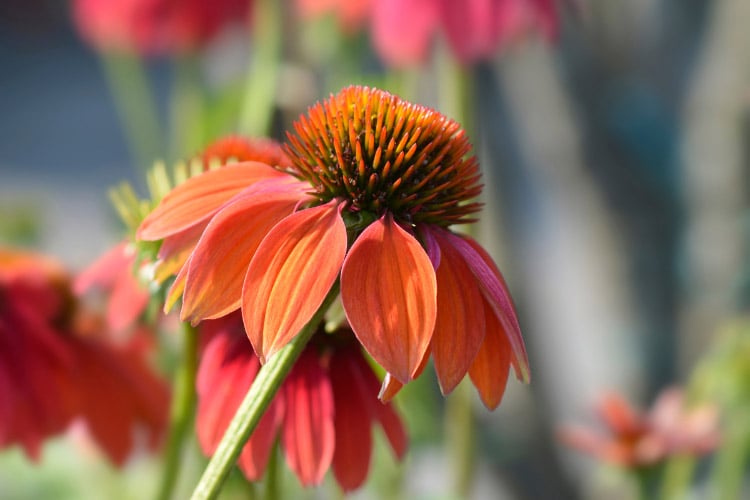 Cheyenne Spirit coneflowers produce blooms in a wide range of colors