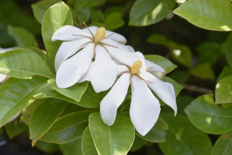 produces single white blooms with a strong fragrance