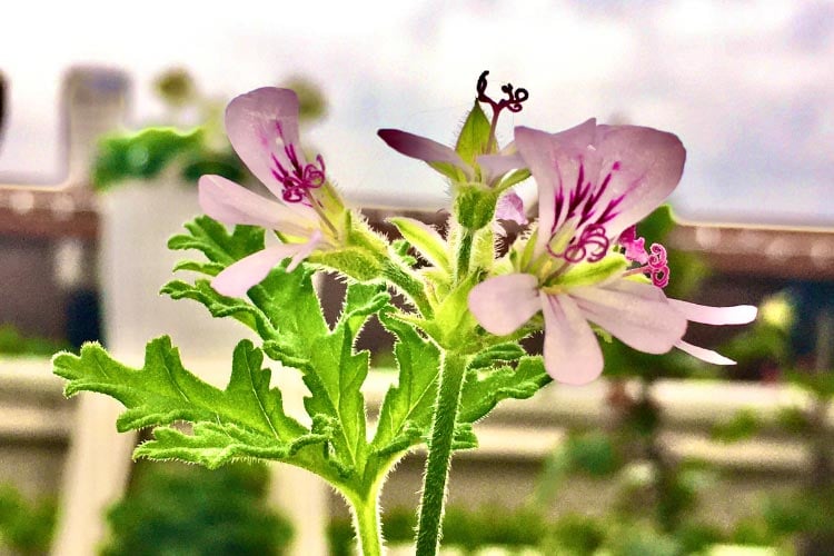 Citronella geraniums are widely known for their lemony scent