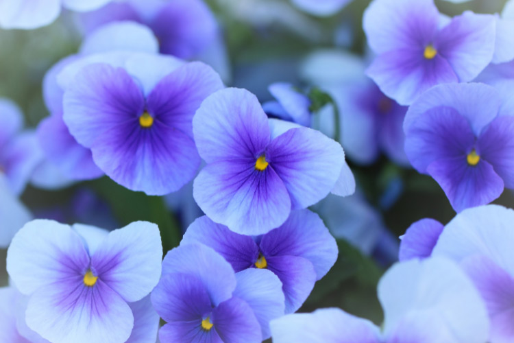 Clear Face pansies are known for their solid-colored blooms without the dark center blotches