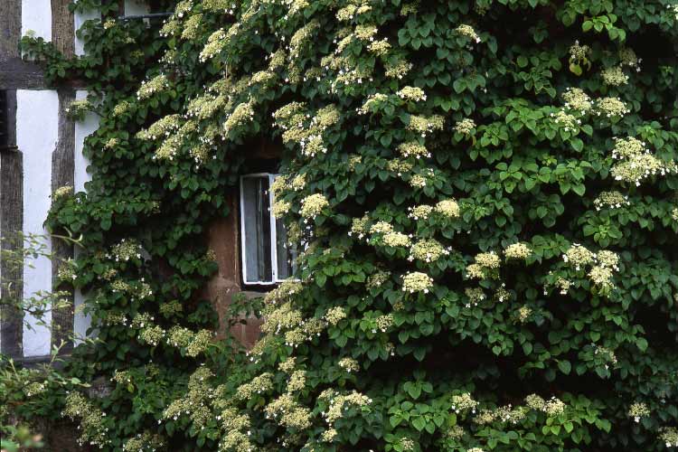 Climbing hydrangeas are vigorous vines that attach to walls